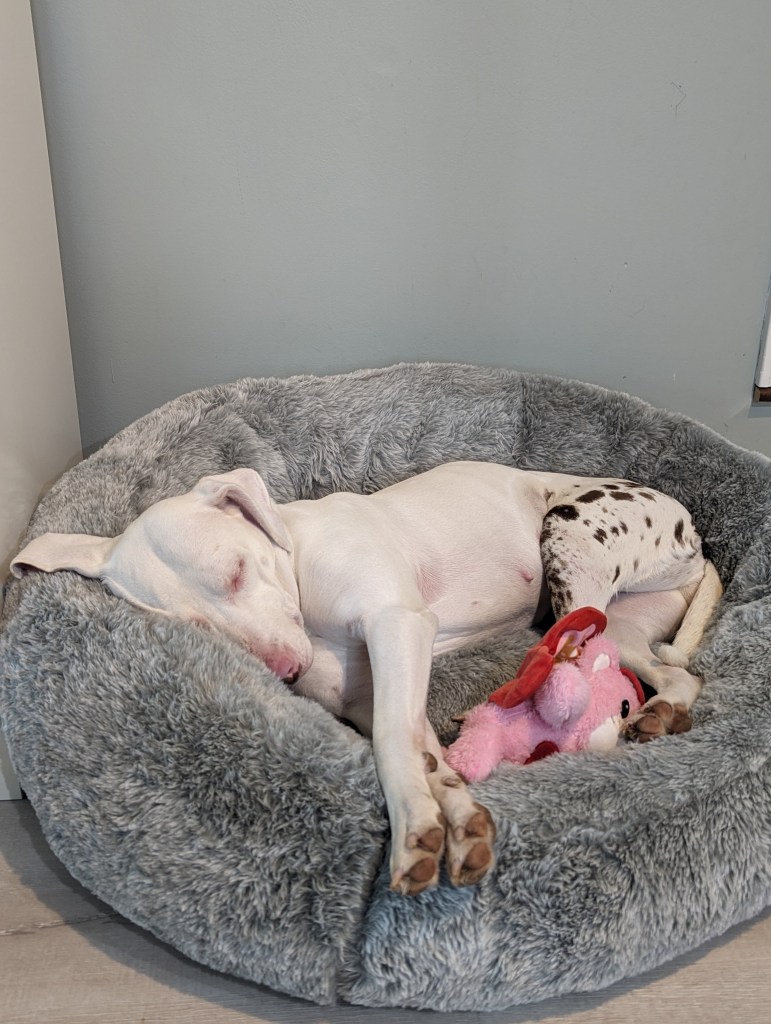 Penny, the white dog with brown spots all over her hind quarters, is sound asleep with her head resting on the edge of a fluffy gray bolster bed. In front of Penny is a pink and red dog toy. 