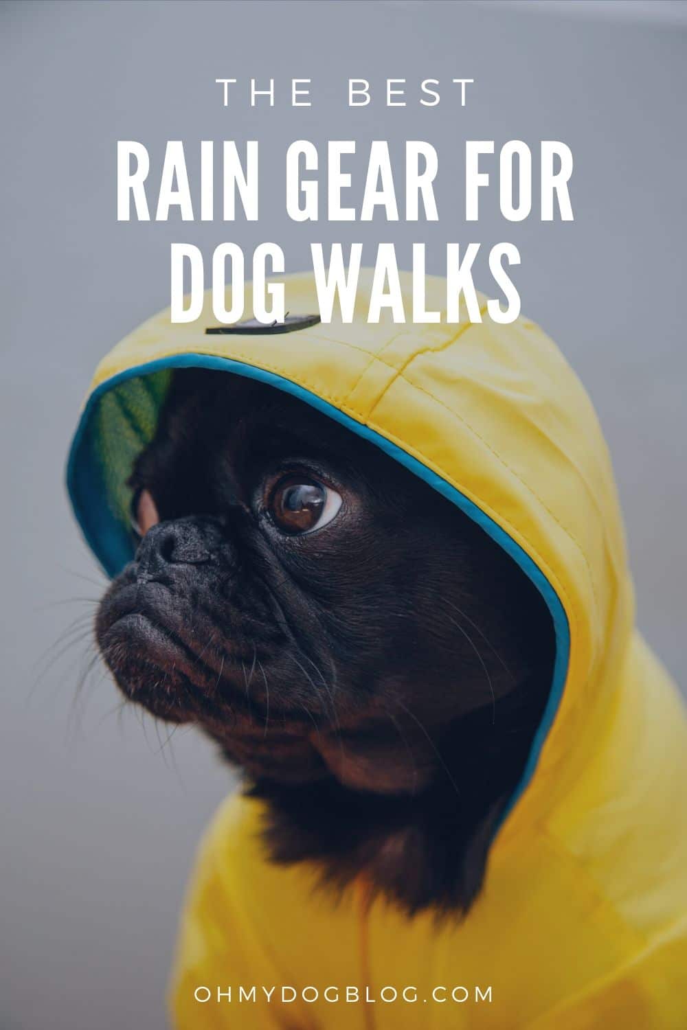 The Best Rain Gear for Canine Walks