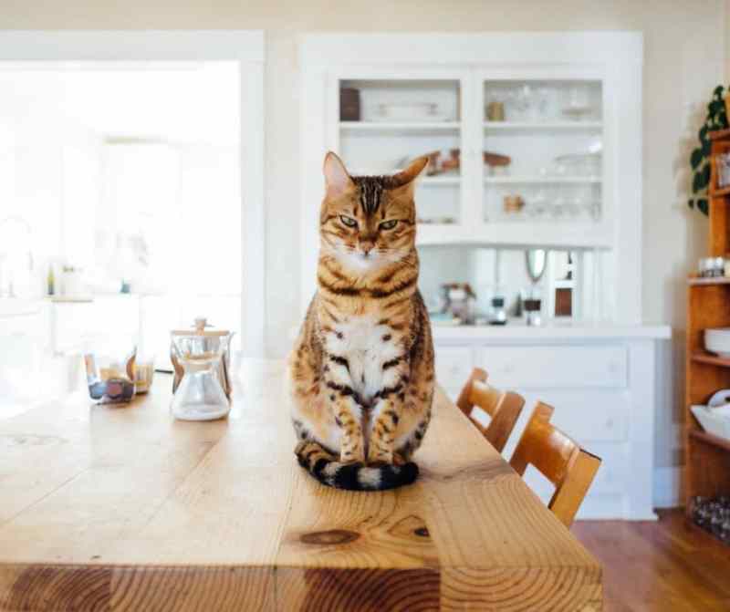 A tabby cat sits in the center of a natural wood table. In the background, two  tidy sets of shelves hold glassware, white plates, a full green plant, and coffee-making supplies. 