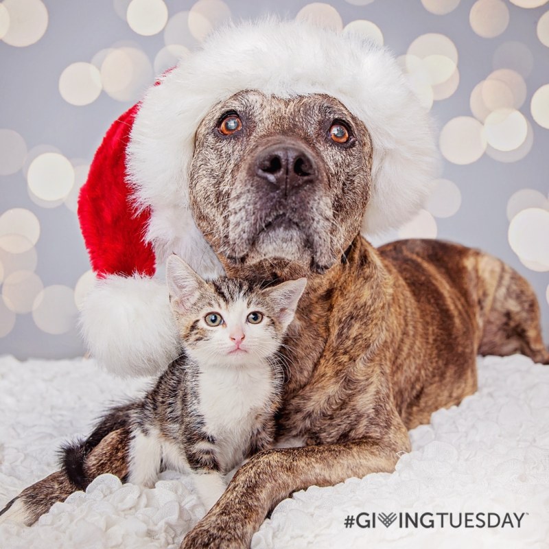 Support Best Friends on Giving Tuesday