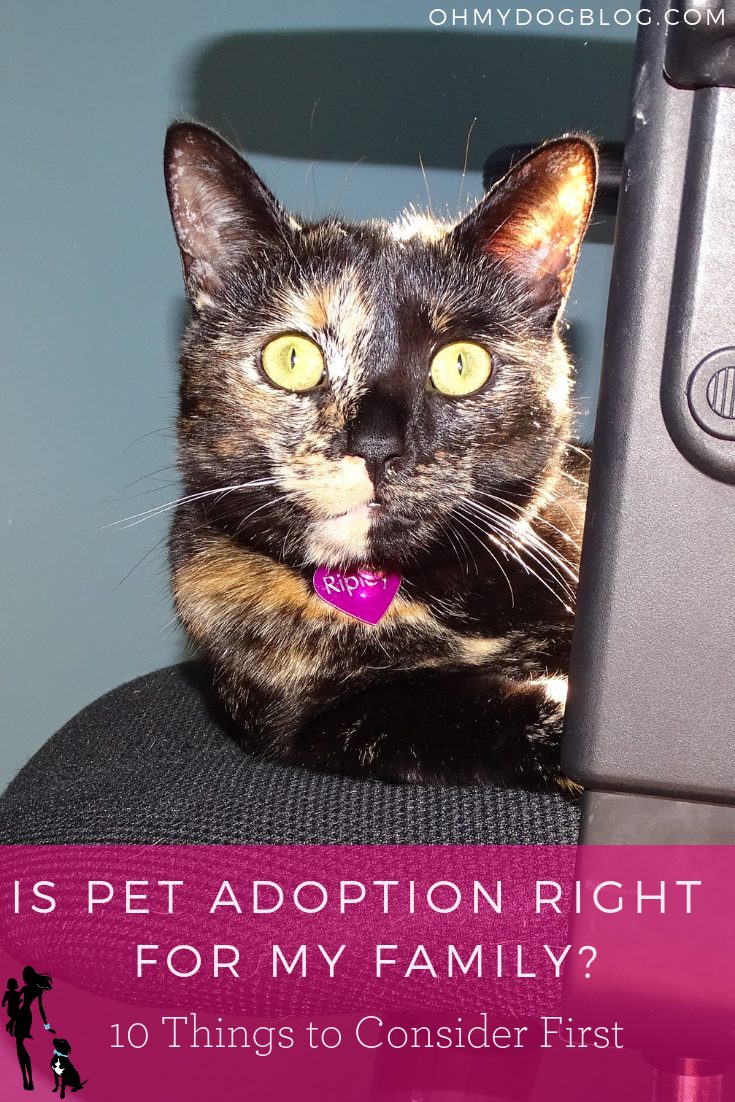 Choosing a Pet: Is adoption correct for my family?