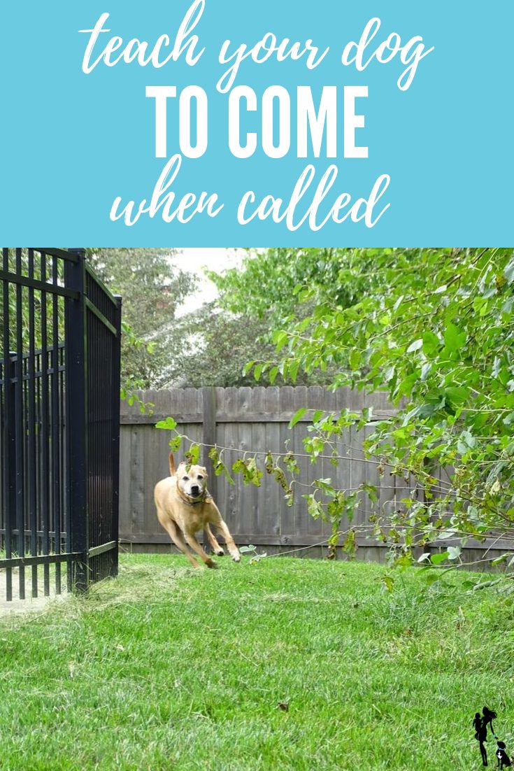 Practice Your Canine to Come When Often called