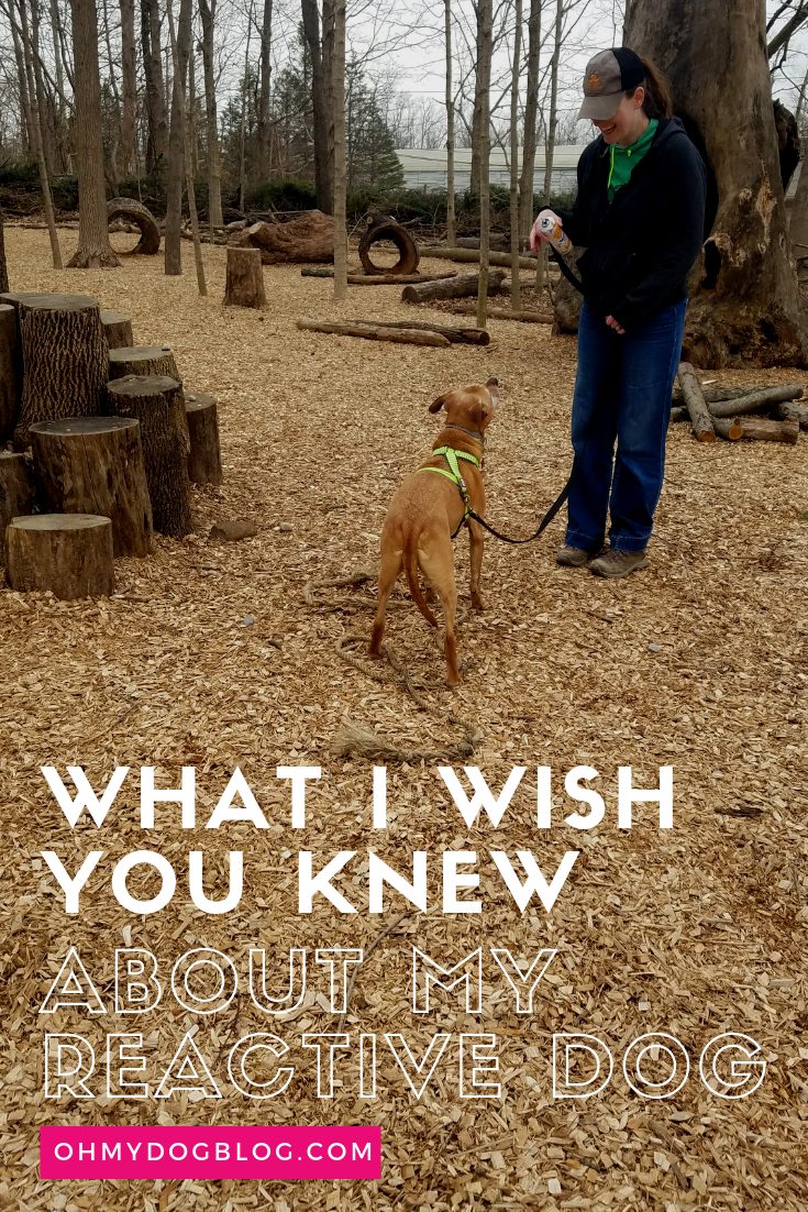 What I would like you knew about my reactive canine