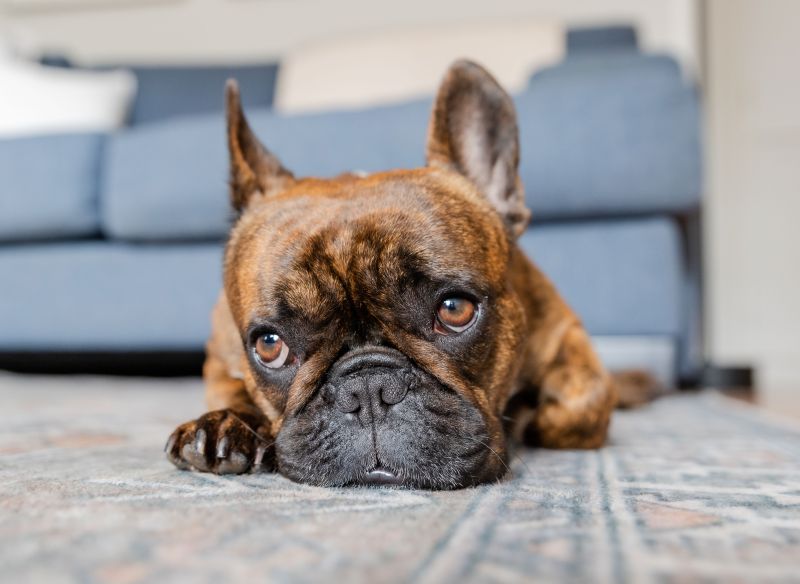 A close-up photograph of the face of a small brindle dog, possibly a Boston terrier mix. He is lying on a blue and peach geometrical print rug with a blue sofa blurry in the background. His brown eyes are gazing at the photographer, but he is clearly a very sleepy pup as his eyes are drooping!